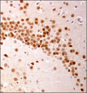 Anti-HIST3H3 Rabbit Polyclonal Antibody (DyLight® 550)