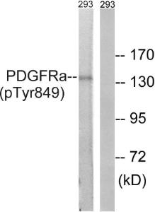 Anti-PDGF Receptor alpha Rabbit Polyclonal Antibody