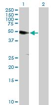 Anti-ANKS1A Mouse Polyclonal Antibody