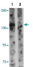 Anti-PEAR1 Rabbit Polyclonal Antibody