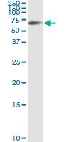 Anti-NR6A1 Polyclonal Antibody Pair