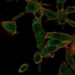 Immunofluorescent analysis of PFA-fixed U87 cells stained with Anti-ZNF562 Antibody [PCRP-ZNF562-1A1] followed by Goat Anti-Mouse IgG (CF&#174; 488) (Green). Membrane stained with Phalloidin.