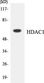 Anti-HDAC1 antibody