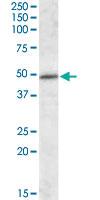 Anti-IFT57 Goat Polyclonal Antibody