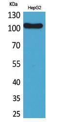 Western blot analysis of HepG2 cells using Anti-FCRL5 Antibody