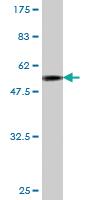 Anti-JAM2 Mouse Monoclonal Antibody [clone: 1C2]