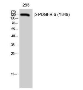 Anti-PDGF Receptor alpha Rabbit Polyclonal Antibody