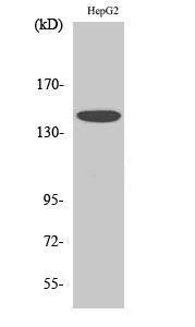 Western blot analysis of various cells using Anti-c-Met Antibody