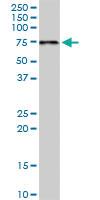 Anti-PDZK1 Mouse Monoclonal Antibody [clone: 1C3-2B11]