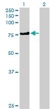 Anti-KLHL4 Mouse Polyclonal Antibody