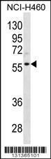 Anti-CCNL2 Rabbit Polyclonal Antibody (Biotin)