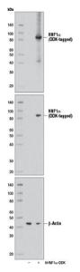 Anti-Hepatocyte Nuclear Factor 1 Alpha Rabbit Polyclonal Antibody