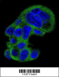 Anti-FGG Rabbit Polyclonal Antibody