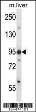 Anti-ERN1 Rabbit Polyclonal Antibody (Biotin)