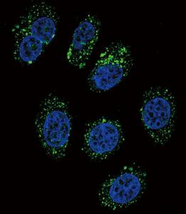 Anti-CMGA Rabbit Polyclonal Antibody (HRP (Horseradish Peroxidase))