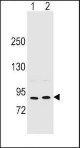 Anti-Osteoblast Specific Factor 2 Rabbit Polyclonal Antibody (APC (Allophycocyanin))