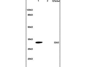 Anti-TNFRSF13B Rabbit Polyclonal Antibody