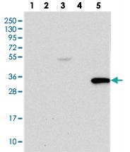 Anti-TRAF3IP3 Rabbit Polyclonal Antibody