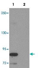 Anti-STOX2 Rabbit Polyclonal Antibody