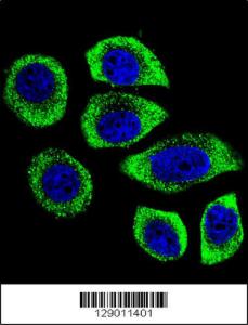 Anti-PIP5KL1 Rabbit Polyclonal Antibody (APC (Allophycocyanin))