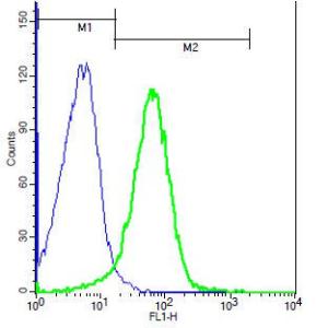 Anti-TNFRSF13B Rabbit Polyclonal Antibody