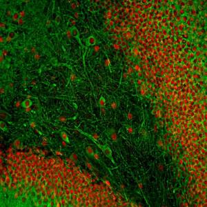 Immunofluorescent analysis of adult rat hippocampus section stained with Anti-MAP2 Antibody [2C4] (A85459), at a dilution of 1:5,000 in green, and Anti-FOX2 Antibody (A104328), at a dilution of 1:2,000, in red