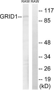 Anti-GRID1 Rabbit Polyclonal Antibody