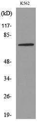 Western blot analysis of lysate from K562 cells using Anti-TF Antibody