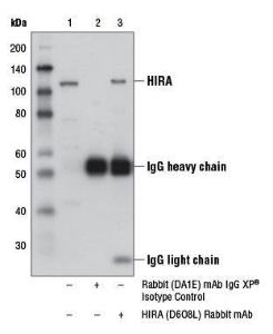 Anti-HIRA Rabbit Monoclonal Antibody [clone: 13G35]