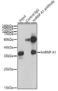 Immunoprecipitation analysis of 300µg extracts of HeLa cells using 3µg of Anti-hnRNP A1 Antibody [ARC0633] (A305568). This Western blot was performed on the immunoprecipitate using Anti-hnRNP A1 Antibody [ARC0633] (A305568) at a dilution of 1:1000.