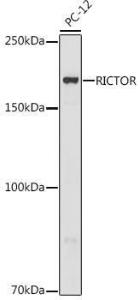 Western blot analysis of extracts of PC-12 cells, using Anti-RICTOR Antibody (A11921) at 1:500 dilution