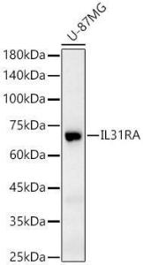 Western blot analysis of U-87MG, using Anti-IL-31RA Antibody (A11922) at 1:500 dilution