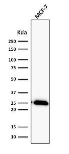 Western blot analysis of human MCF-7 cell lysate using Anti-Bcl-2 Antibody [BCL2/2210R]