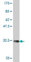 Anti-COX15 Mouse Polyclonal Antibody