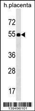 Anti-FZR1 Rabbit Polyclonal Antibody (FITC (Fluorescein Isothiocyanate))