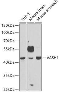 Western blot analysis of extracts of various cell lines, using Anti-VASH1 Antibody (A11924) at 1:1,000 dilution