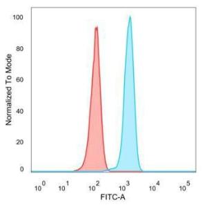 Anti-ZSCAN2 antibody