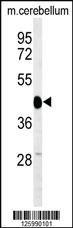 Anti-SGTB Rabbit Polyclonal Antibody