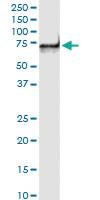 Anti-PDZK1 Mouse Monoclonal Antibody [clone: 1E9]