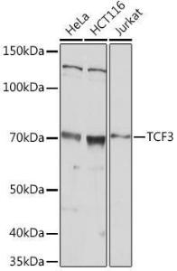 Western blot analysis of extracts of various cell lines, using Anti-TCF3 / E2A Antibody (A305569) at 1:1000 dilution