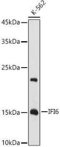 Western blot analysis of extracts of K-562 cells, using Anti-IFI6 Antibody (A11926) at 1:1,000 dilution. The secondary antibody was Goat Anti-Rabbit IgG H&L Antibody (HRP) at 1:10,000 dilution.