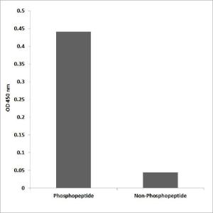 ELISA for immunogen phosphopeptide (left) and non-phosphopeptide (right) using Anti-MARCKS (phospho Ser158) Antibody