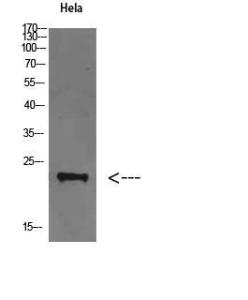 Western blot analysis of Hela cells using Anti-FAM3D Antibody