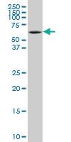 Anti-MCCC2 Mouse Polyclonal Antibody