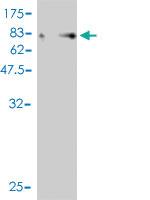 Anti-YES1 Mouse Monoclonal Antibody [clone: 2F4]