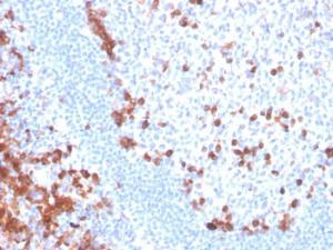 Immunohistochemical analysis of formalin-fixed, paraffin-embedded human tonsil using Anti-B7-H6 Antibody [B7H6/4821]