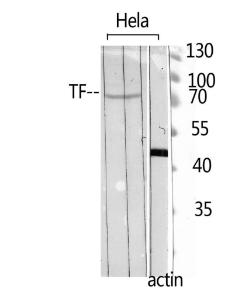 Western blot analysis of HELA using Anti-TF Antibody