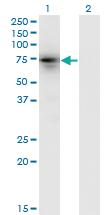 Anti-KLHL4 Mouse Monoclonal Antibody [clone: 4B6]