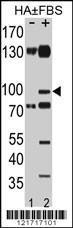 Anti-EPHA2 Rabbit Polyclonal Antibody (AP (Alkaline Phosphatase))