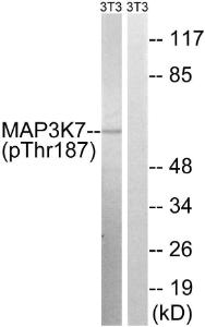 Western blot analysis of lysates from NIH/3T3 cells treated with heat shock using Anti-MAP3K7 (phospho Thr187) Antibody. The right hand lane represents a negative control, where the antibody is blocked by the immunising peptide.